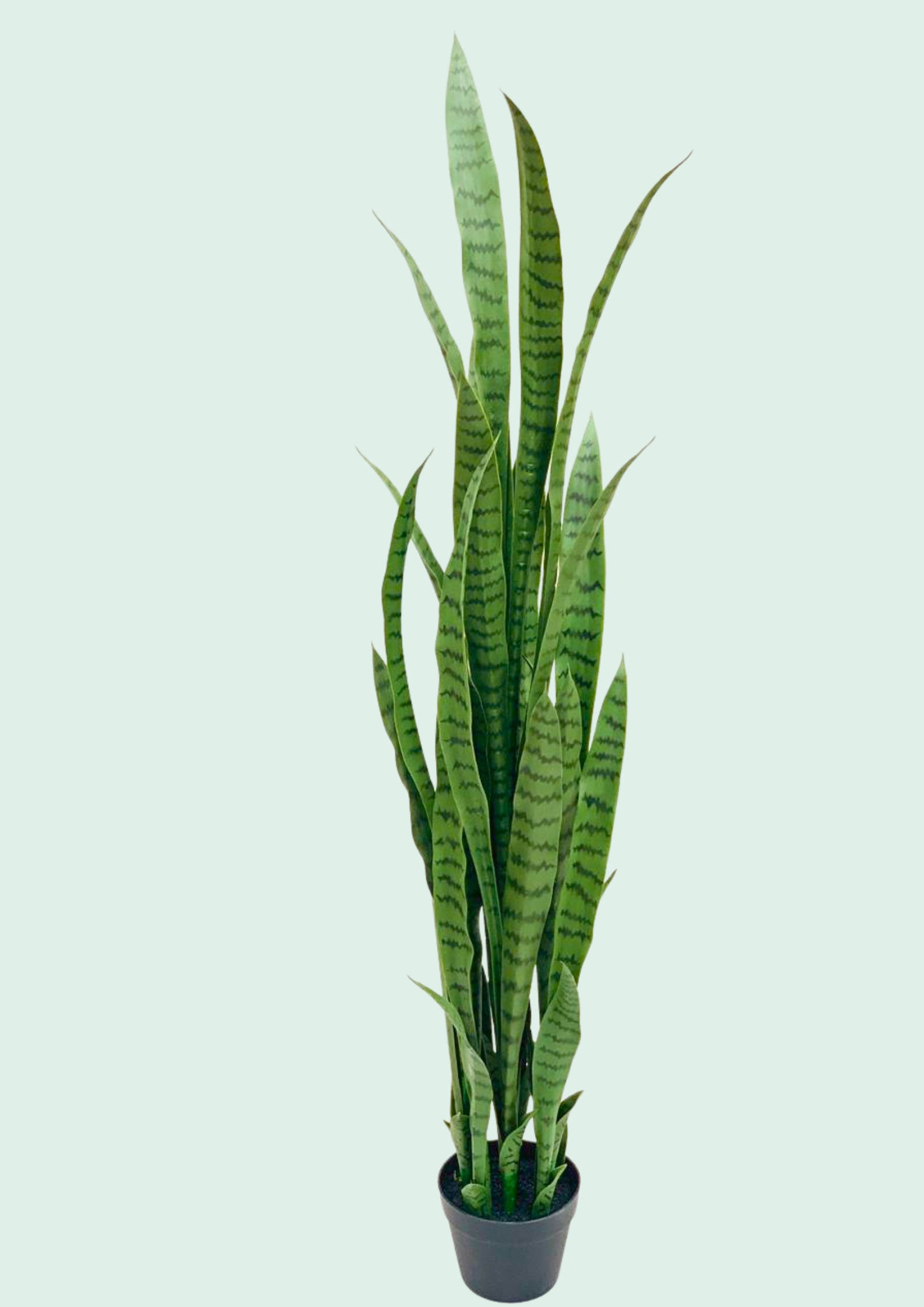 Snake Plant Potted