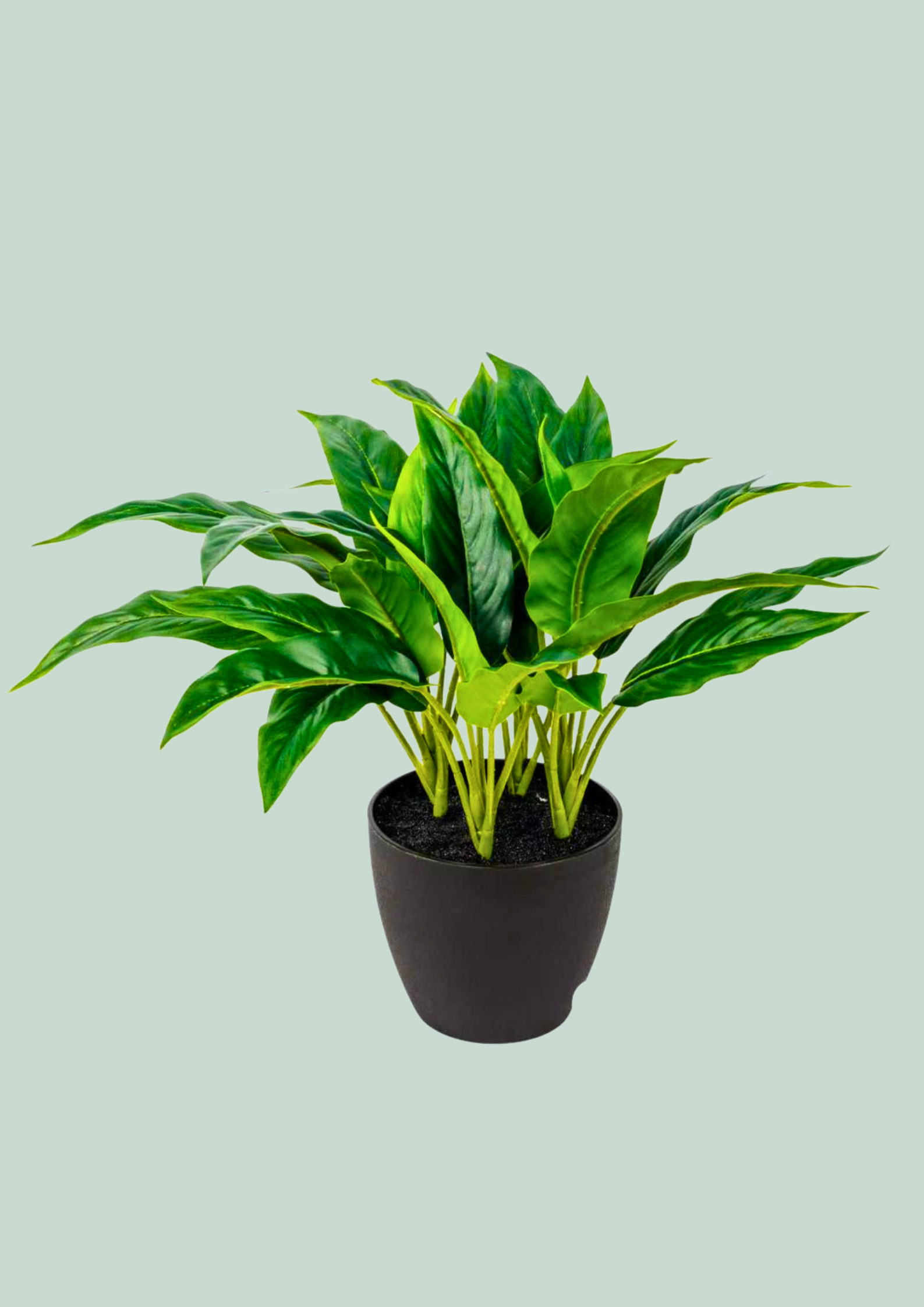 Spathiphyllum Broadleaf Potted