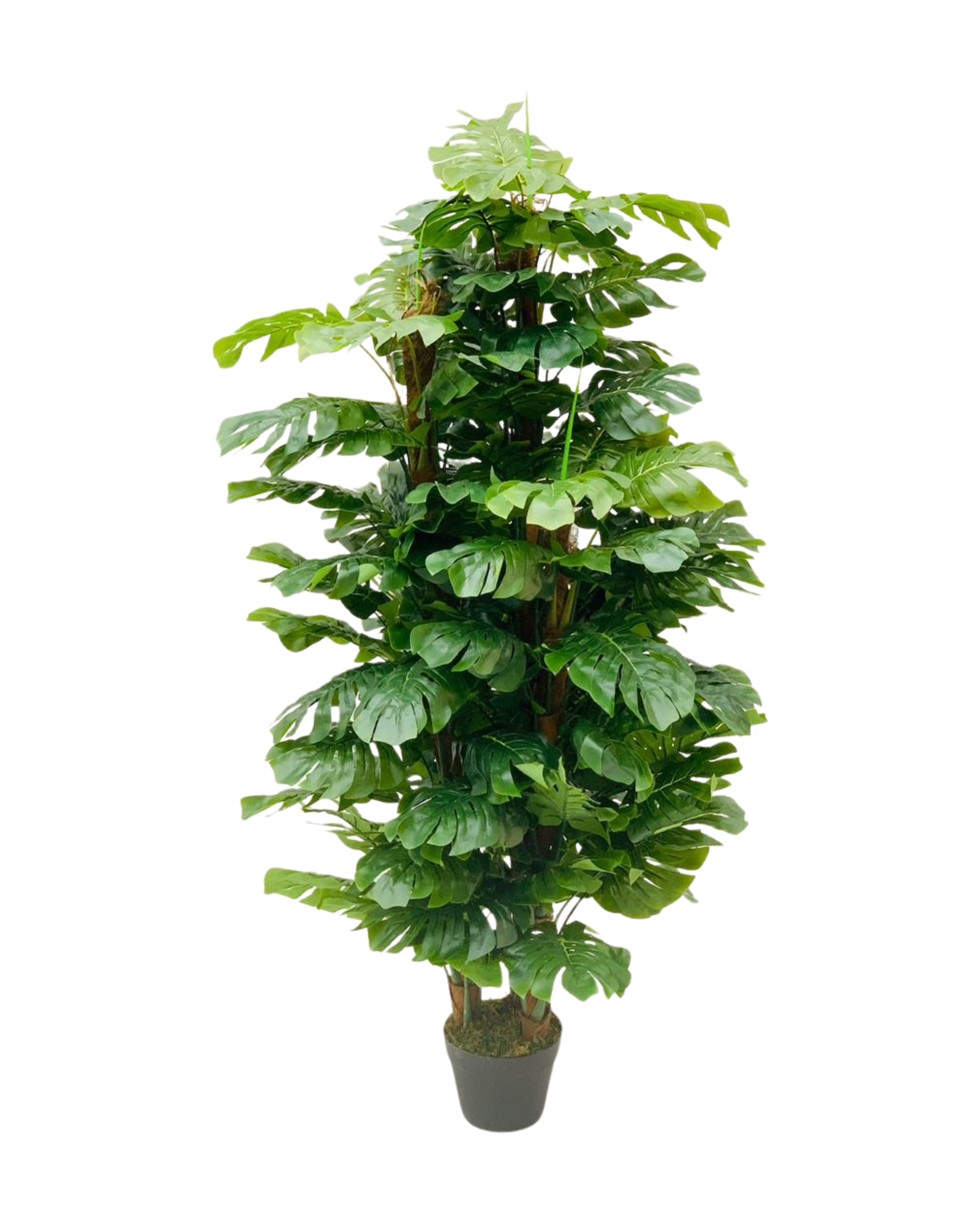 Split-Leaf Philodendron