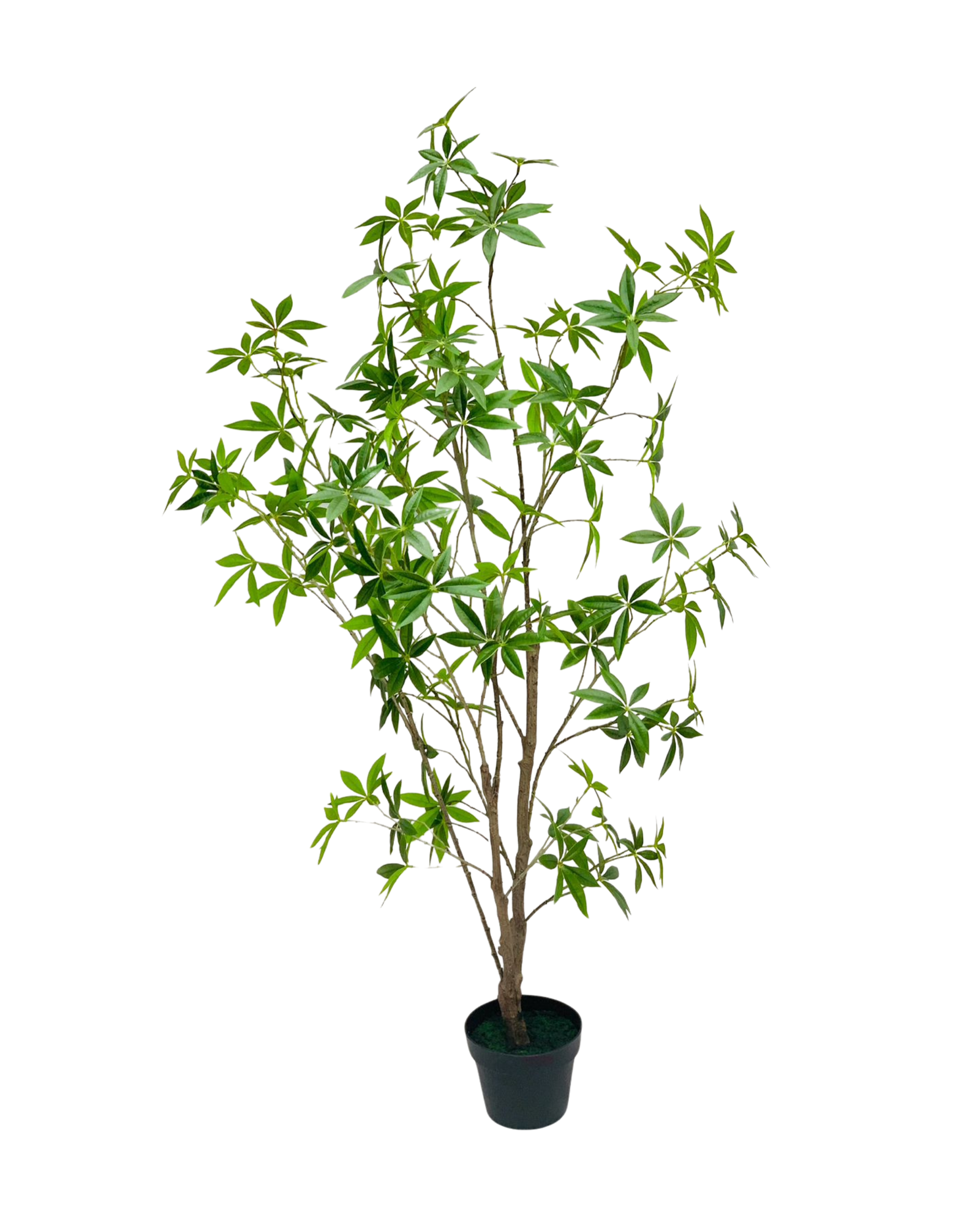 Umbrella Tree Schefflera