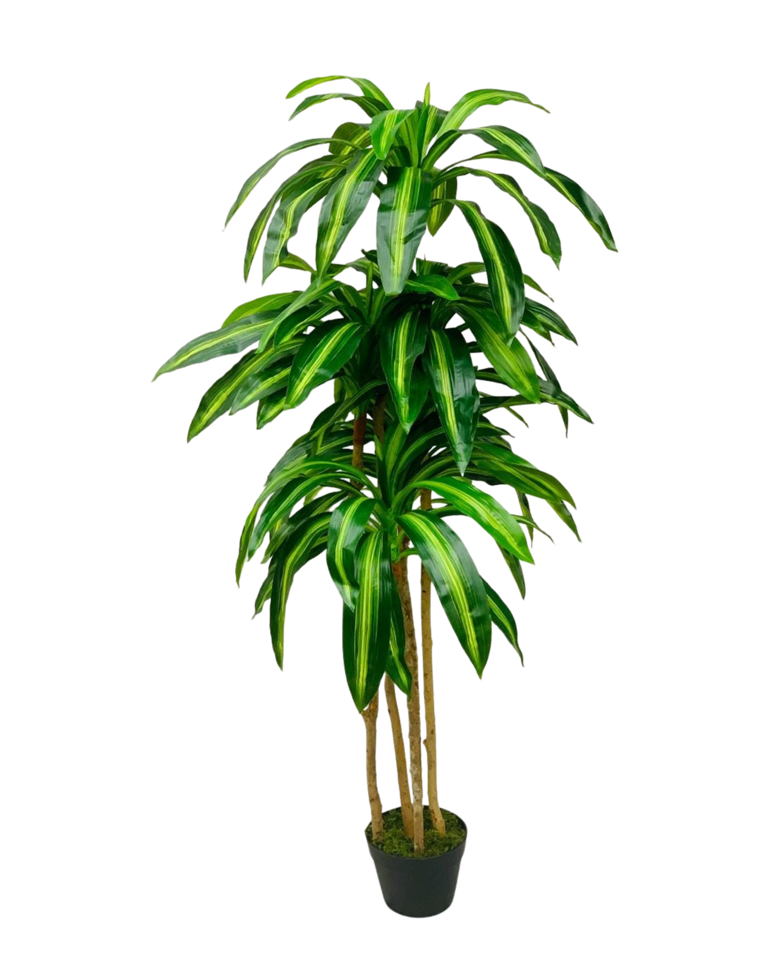 Variegated Dracaena