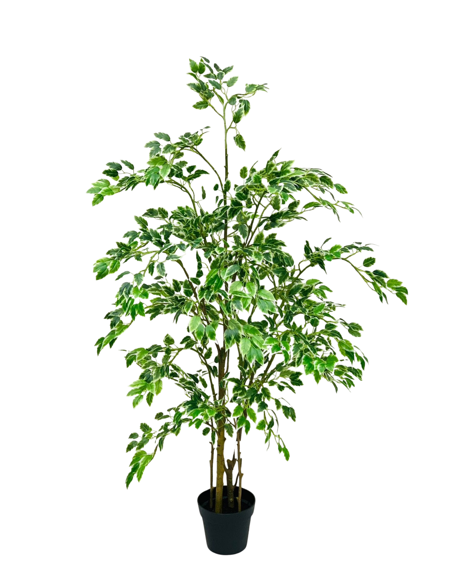 Variegated Ficus Benjamina