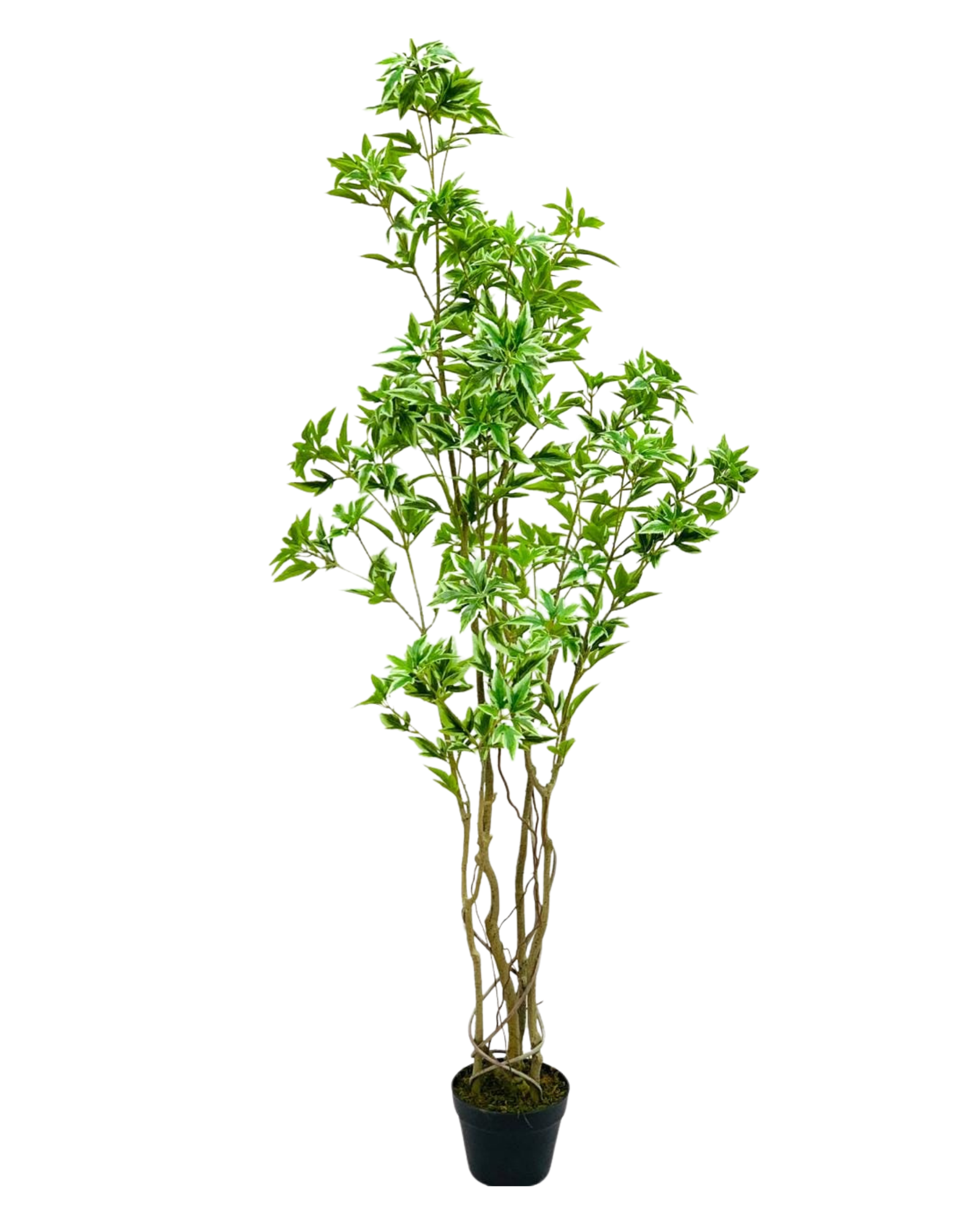 Variegated Pittosporum