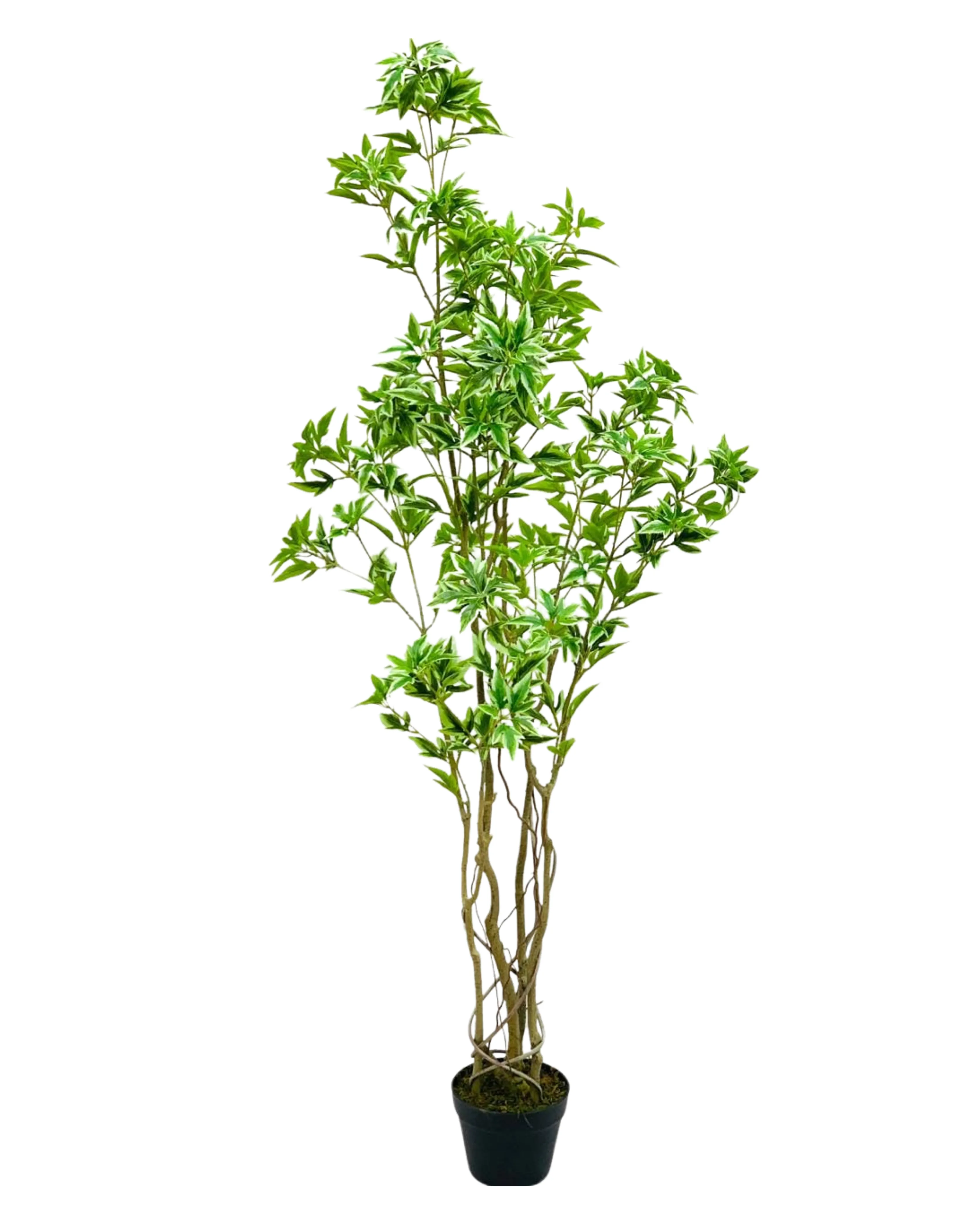 Variegated Pittosporum