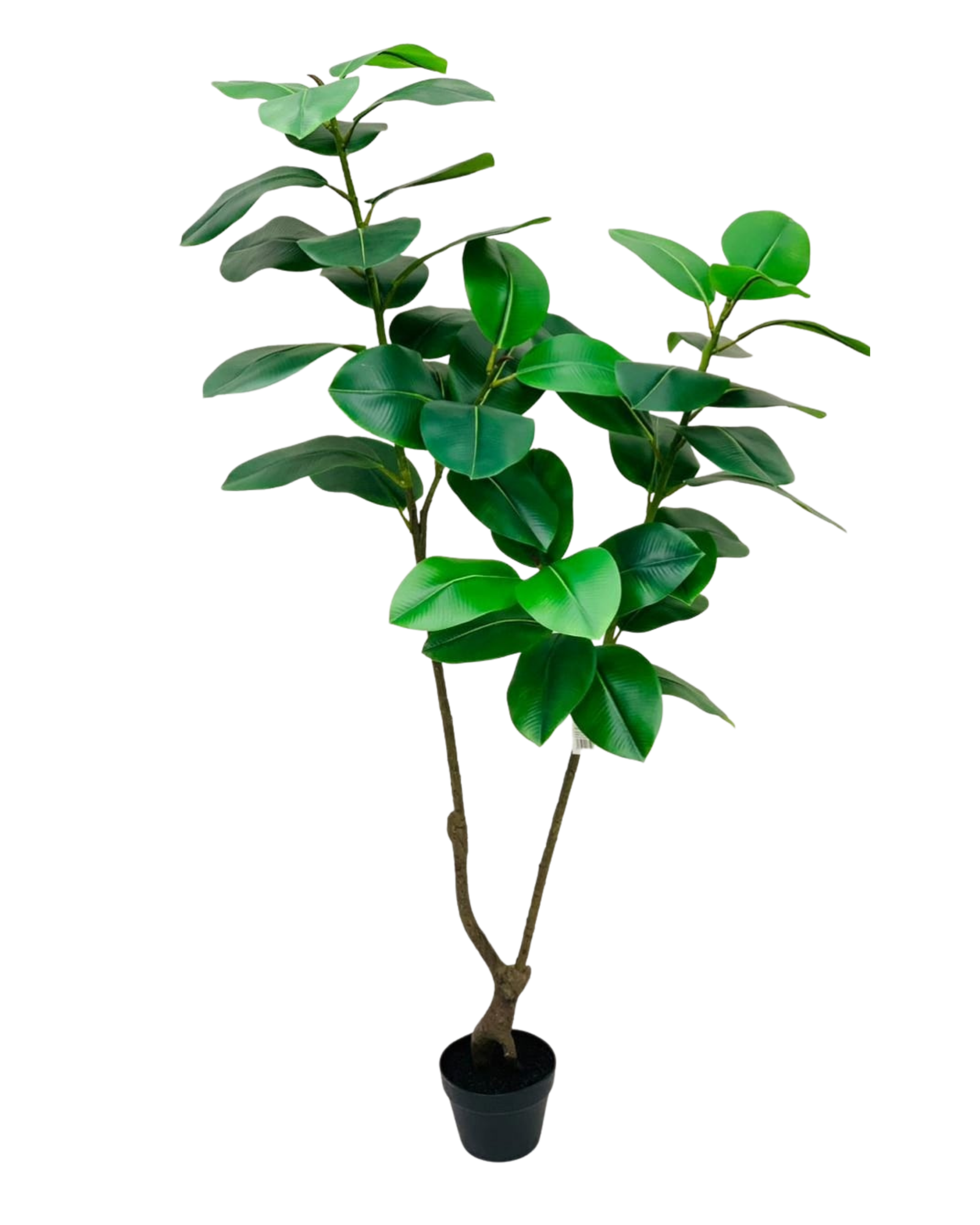 Variegated Rubber Plant