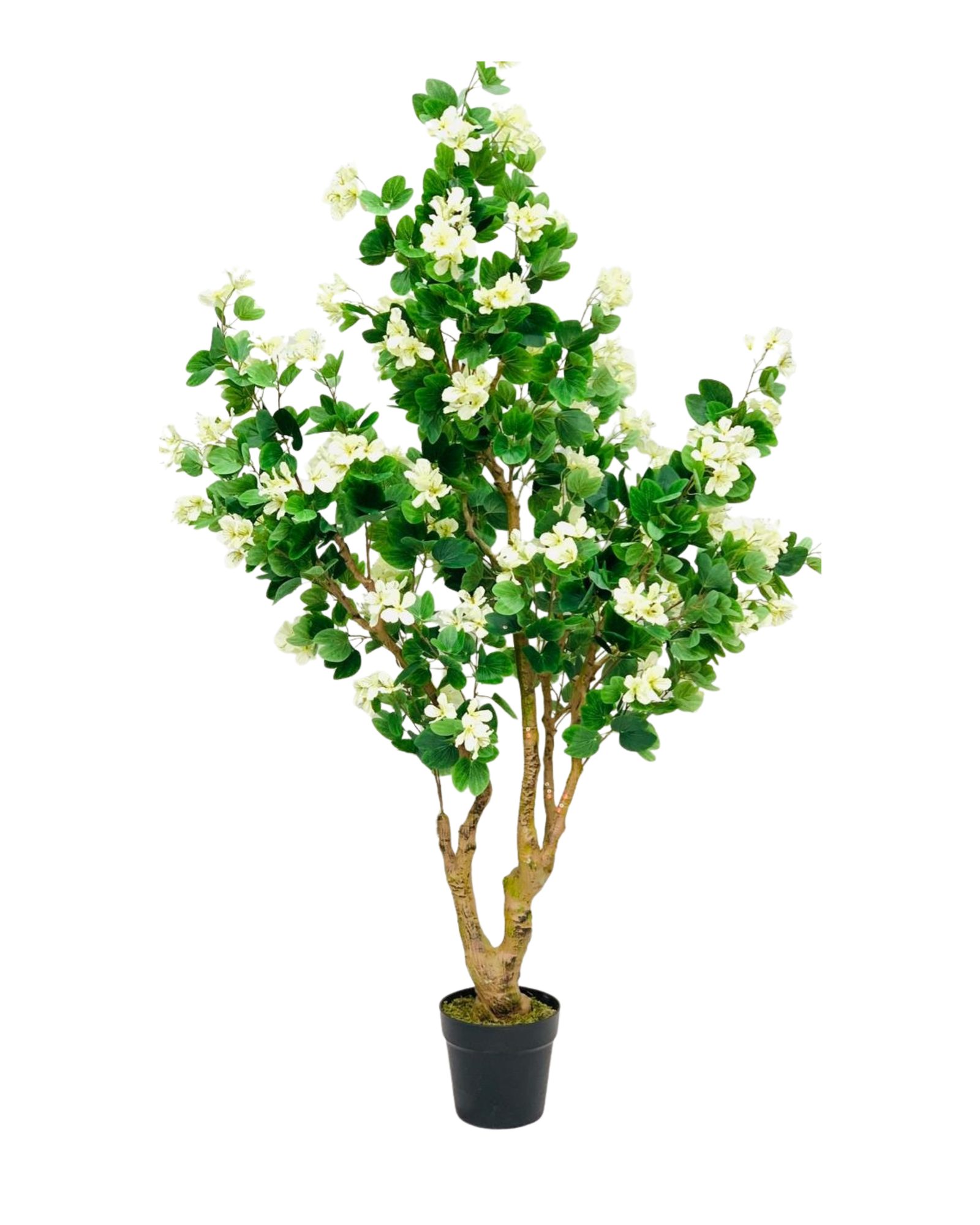 White Bauhinia Orchid Tree