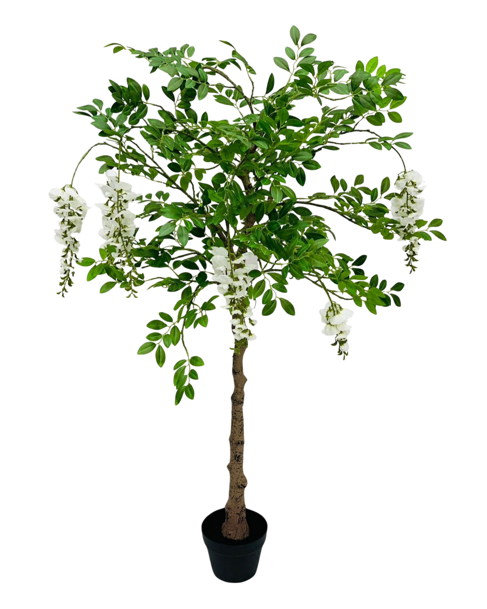 White Wisteria Tree