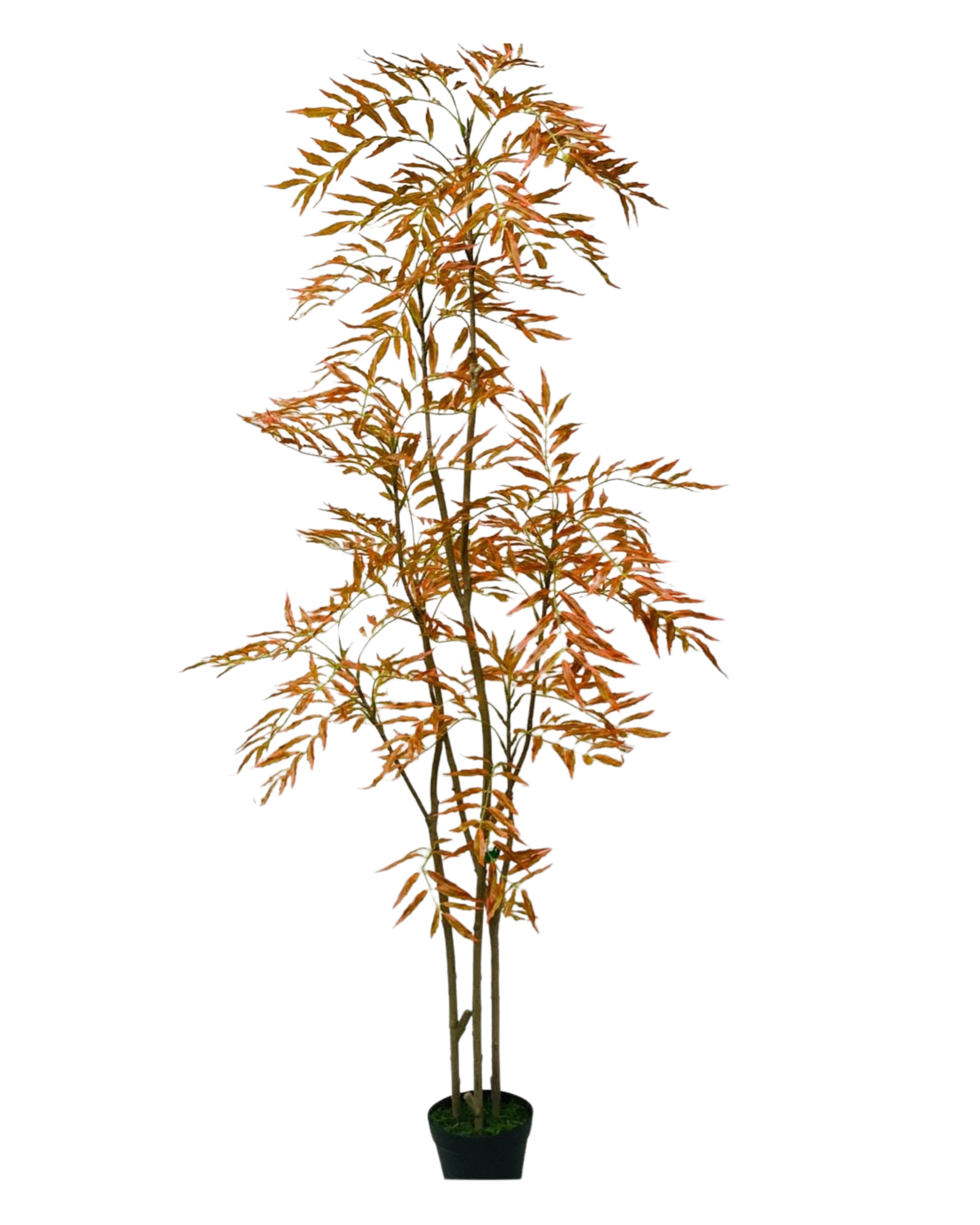 Willow Tree Autumn