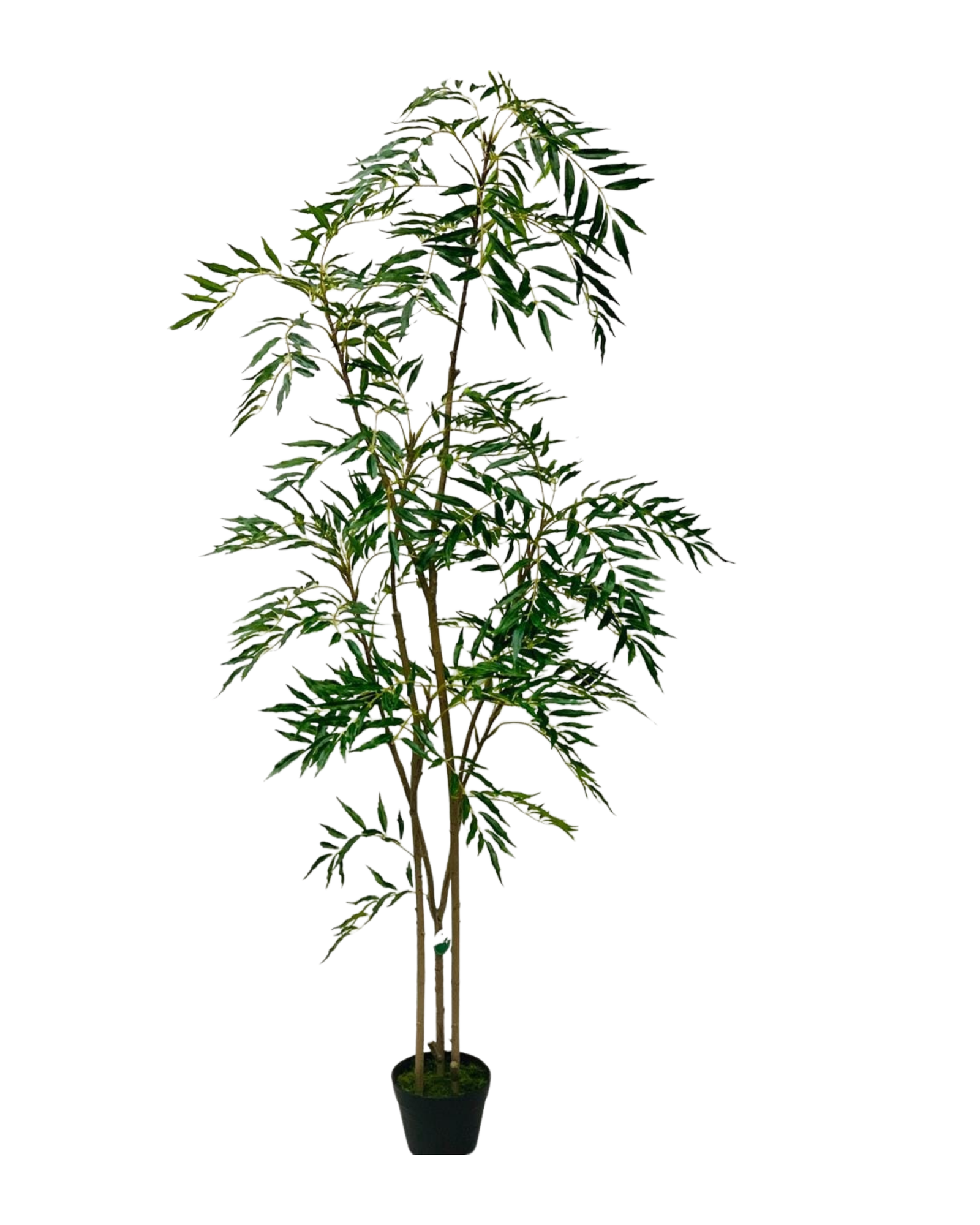 Willow Tree Green