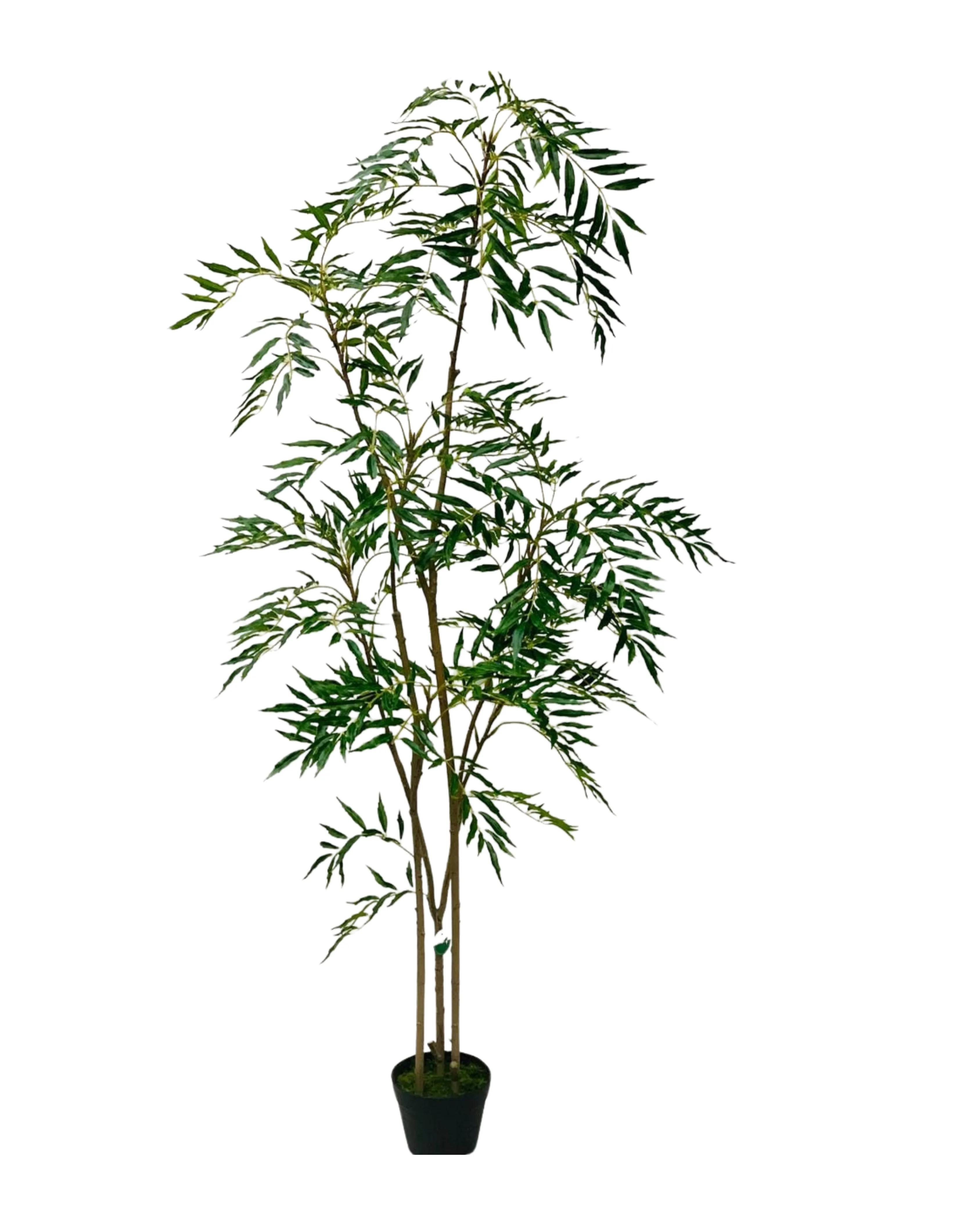 Willow Tree Green