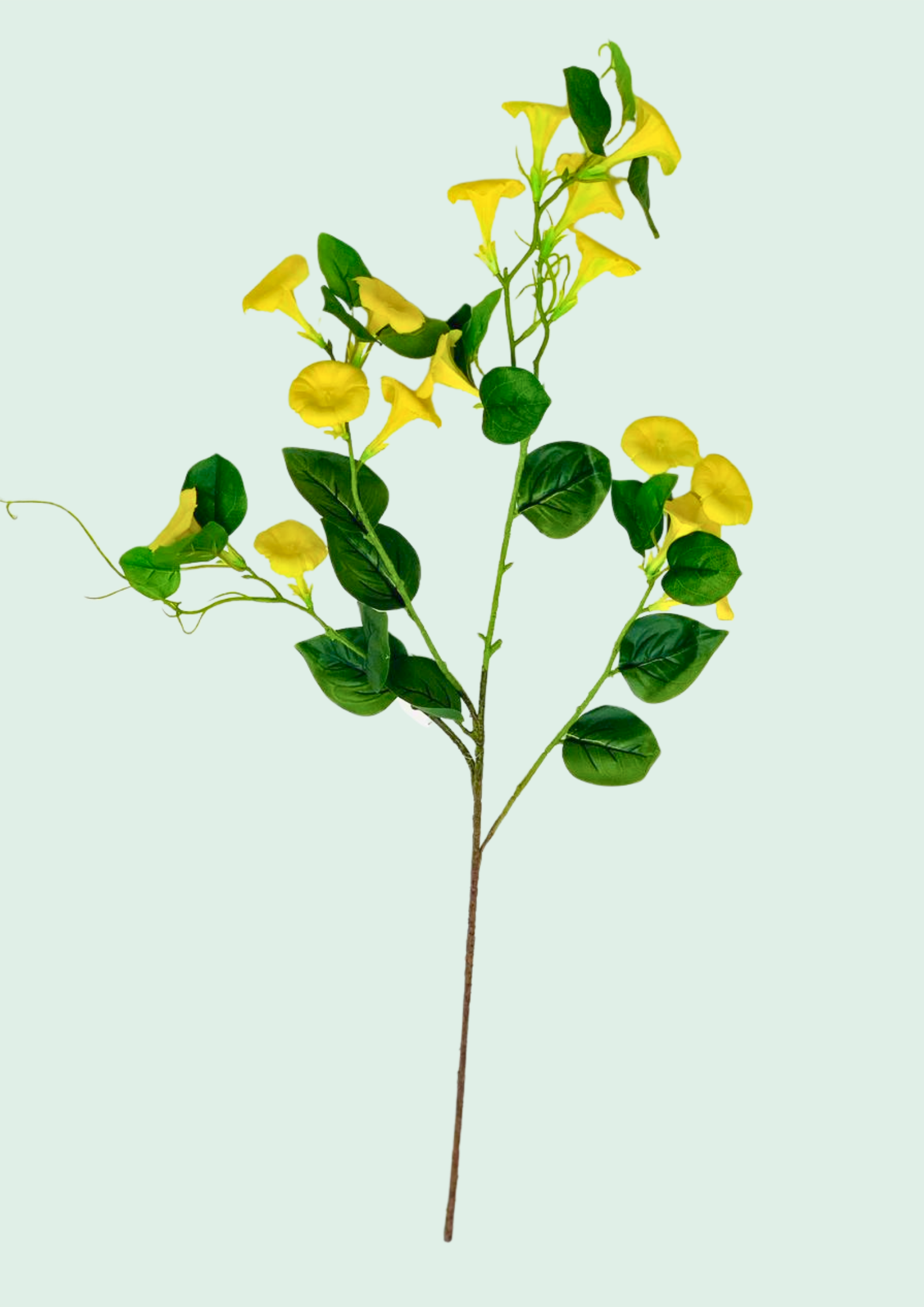 Yellow Morning Glory Vine Spray