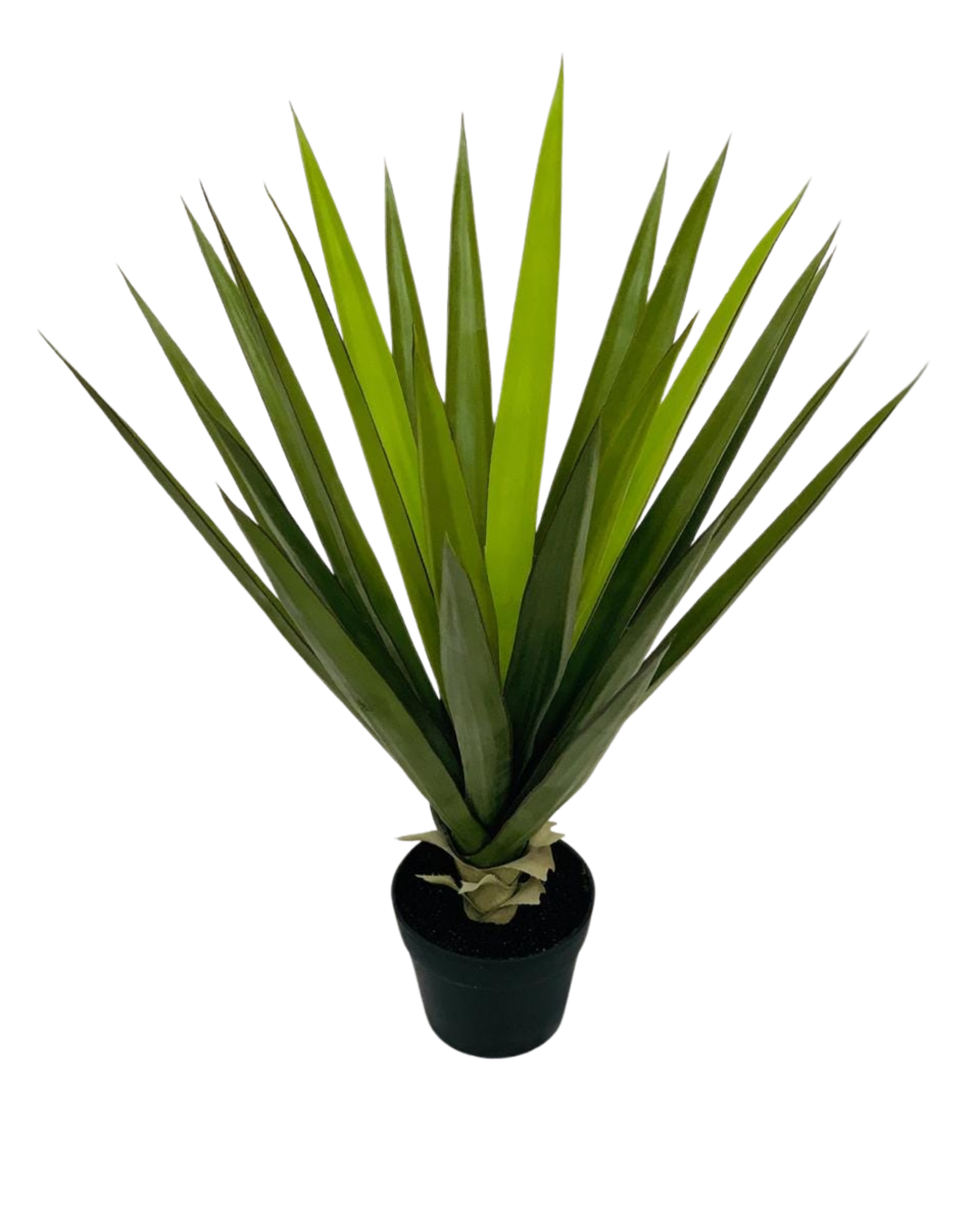 Yucca Agave Plant