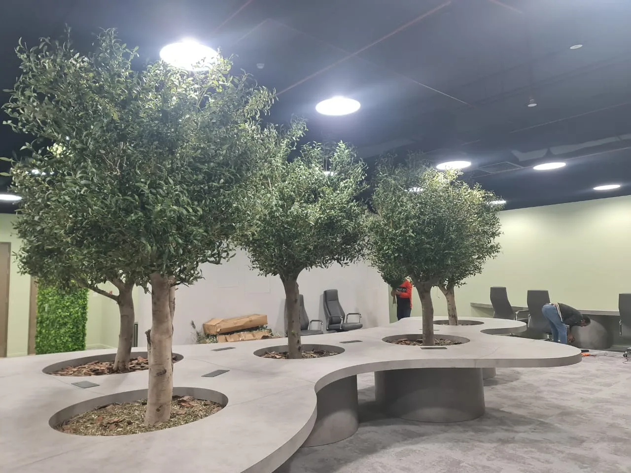 Office Olive Trees — Desk Platform