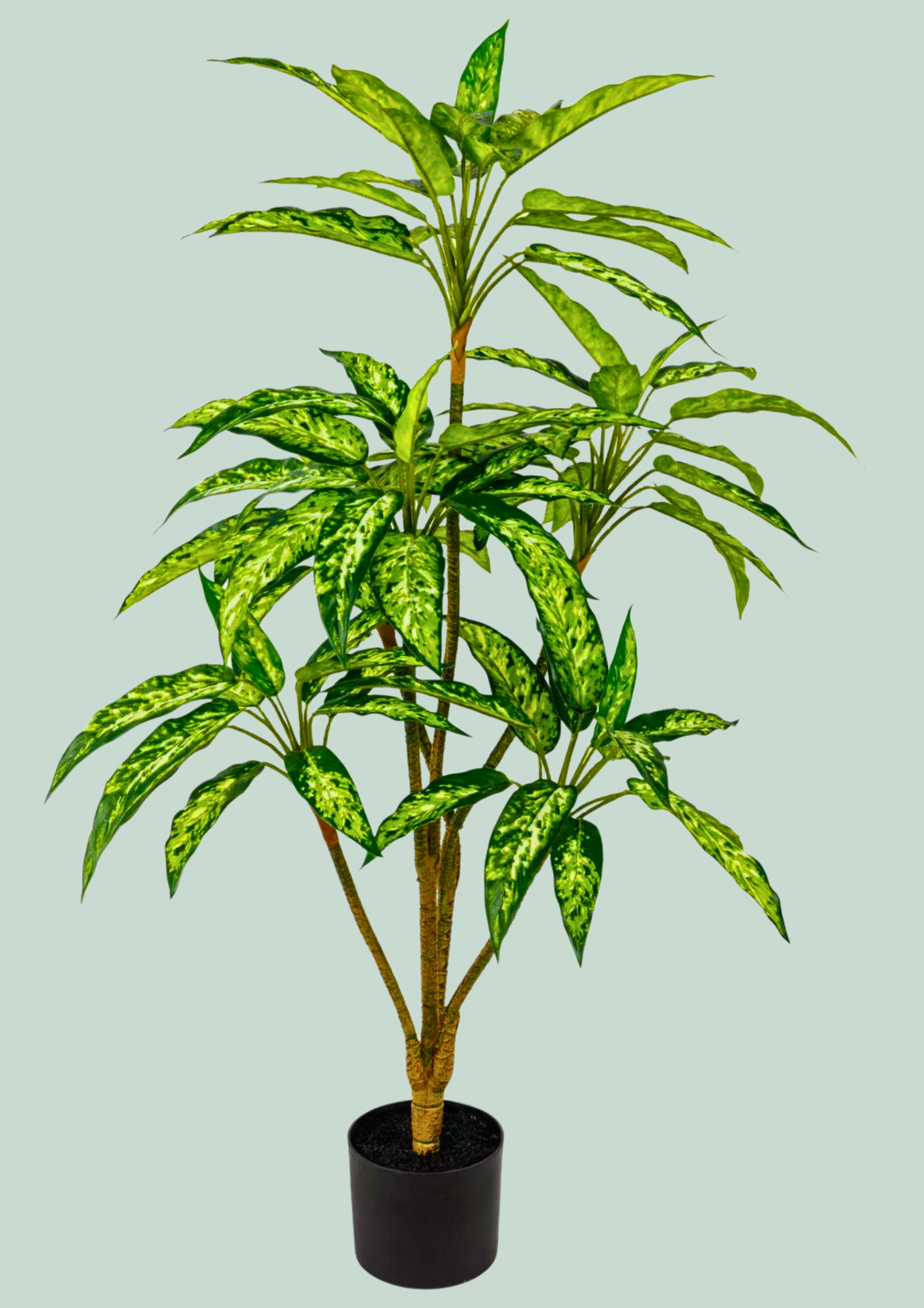 Aglaonema Potted