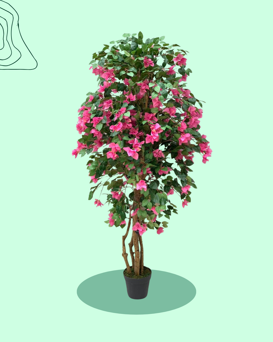 Bougainvillea Tree Pink Bushy Card
