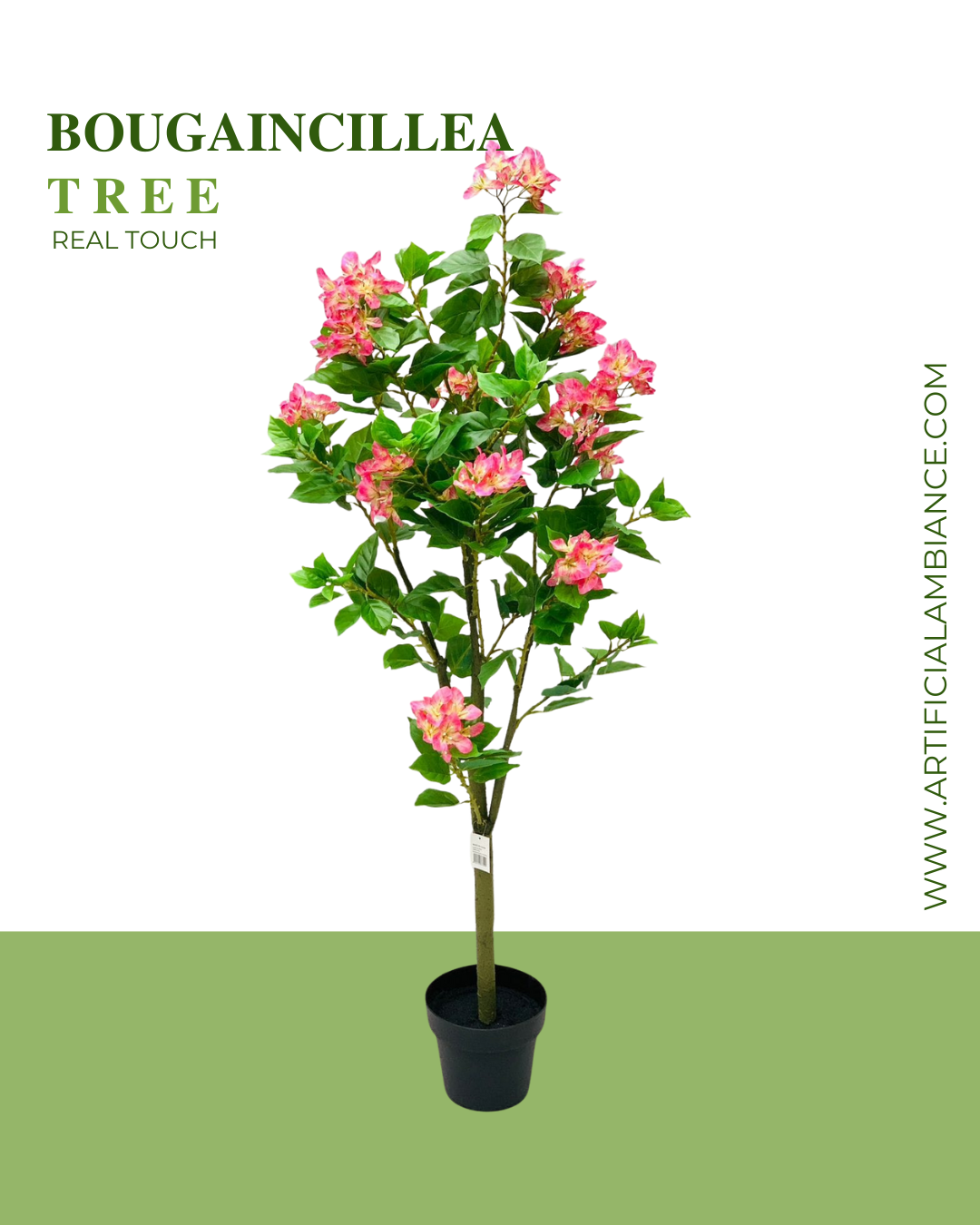 Bougainvillea Tree Pink Card