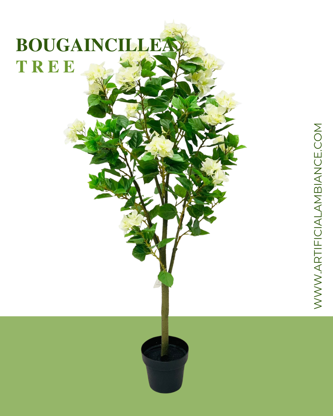 Bougainvillea Tree White Card