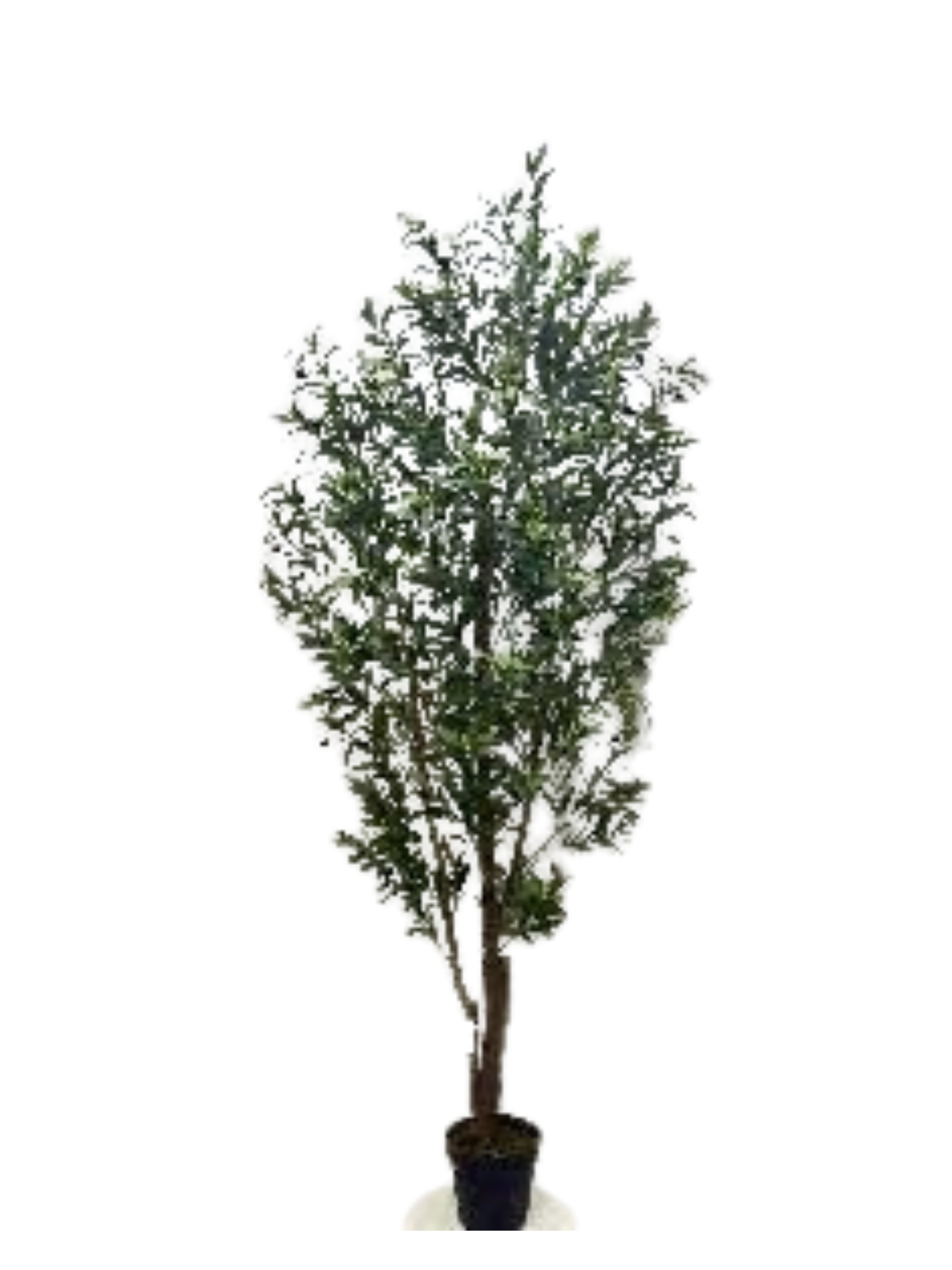 Boxwood Ball Standard Tree Card
