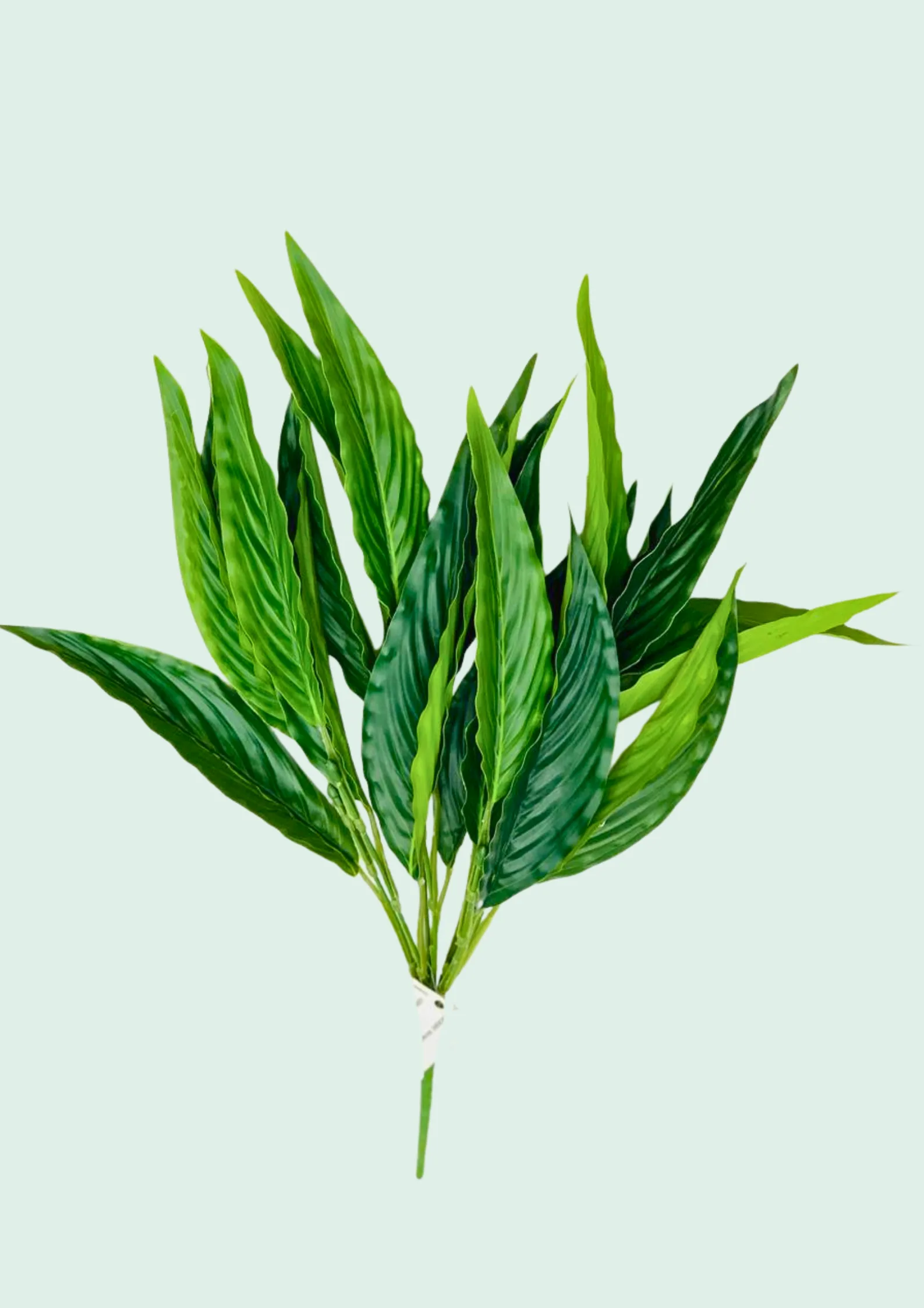 Calathea Leaf Spray