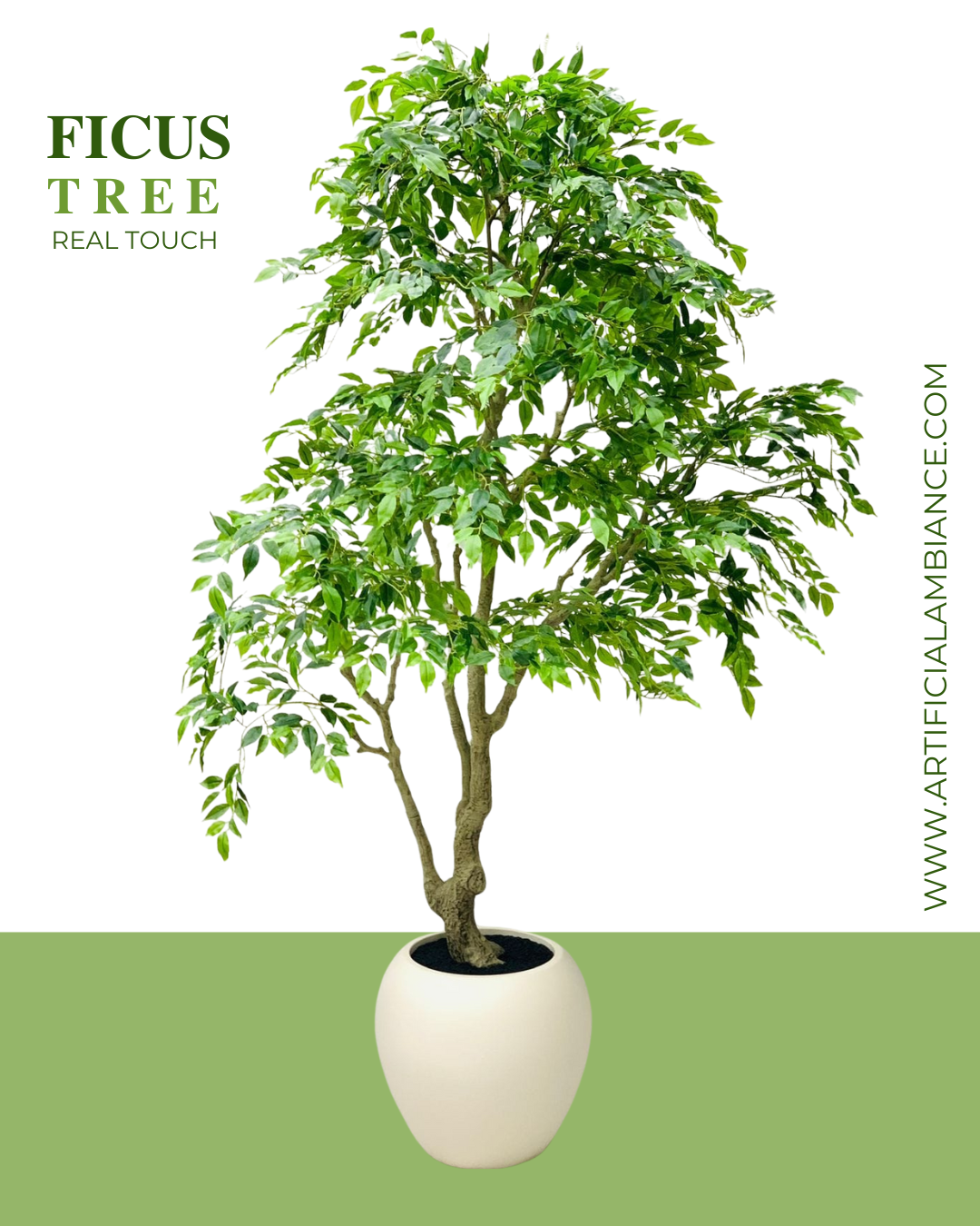 Ficus Tree Real Touch Card