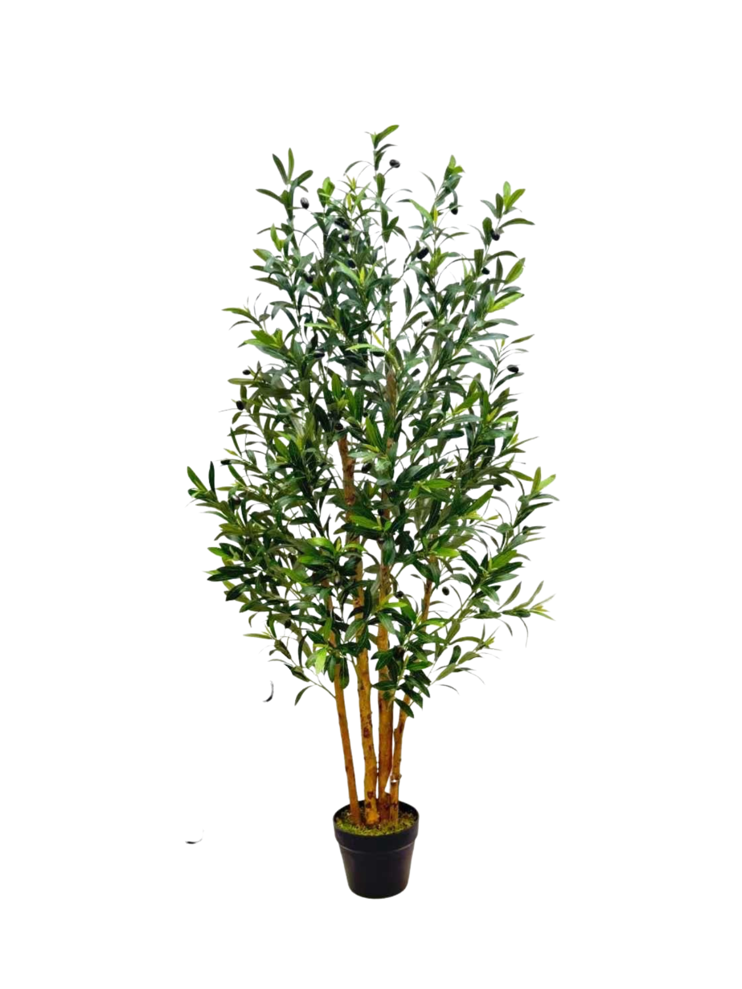 Olive Tree Bushy Card