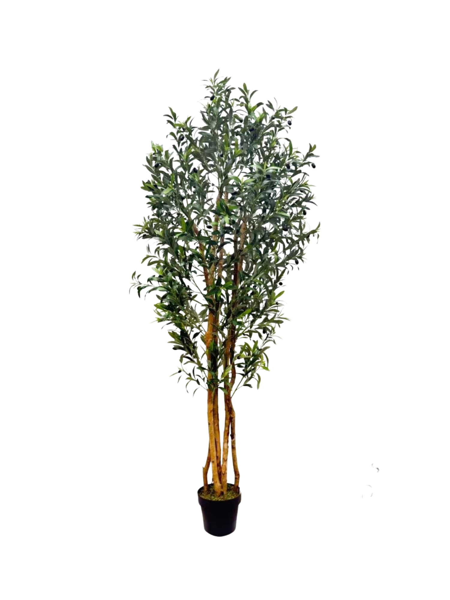 Olive Tree Dense Card