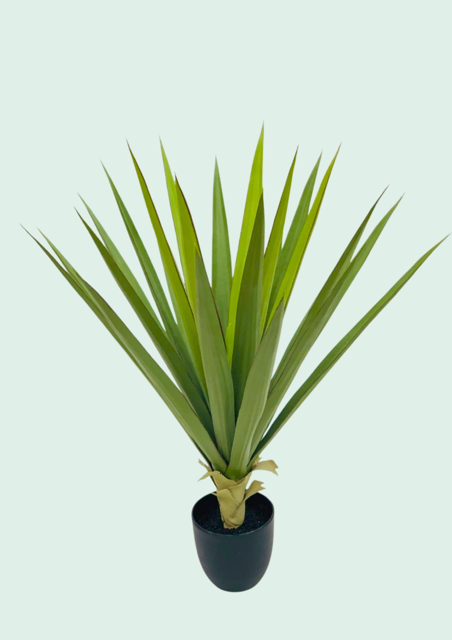 Yucca Agave Potted
